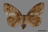 ǦW:Ilema olivacea