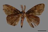 ǦW:Ilema olivacea