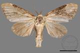 ǦW:Formofentonia orbifer rotundata