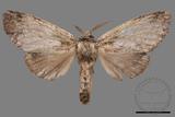 ǦW:Syntypistis viridipicta