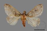 ǦW:Lymantria grisea kosemponis