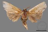 ǦW:Tensha striatella