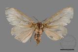 ǦW:Lymantria grisea kosemponis