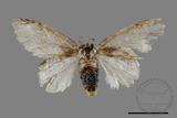 ǦW:Liparopsis formosana