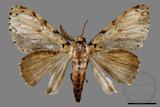 ǦW:Lymantria minomonis