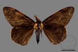 ǦW:Locharna strigipennis