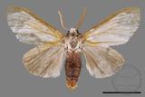 ǦW:Cnethodonta grisescens baibarana