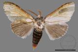 ǦW:Cnethodonta grisescens baibarana