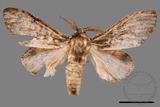 ǦW:Vaneeckeia pallidifascia centrobrunnea