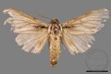 ǦW:Metriaeschra apatela elegans