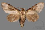 ǦW:Formofentonia orbifer rotundata