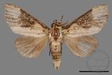 ǦW:Formofentonia orbifer rotundata