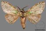 ǦW:Somera viridifusca viridifusca