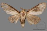 ǦW:Formofentonia orbifer rotundata