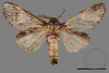 ǦW:Vaneeckeia pallidifascia centrobrunnea