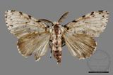 ǦW:Lymantria minomonis