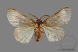 ǦW:Lymantria grisea kosemponis