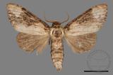 ǦW:Formofentonia orbifer rotundata