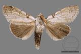 ǦW:Calliteara postfusca