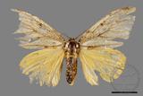 ǦW:Locharna strigipennis