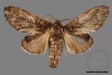 ǦW:Vaneeckeia pallidifascia centrobrunnea