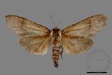 ǦW:Semidonta basalis