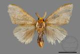 ǦW:Lymantriidae Lymantriidae