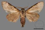 ǦW:Formofentonia orbifer rotundata