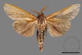 ǦW:Tensha striatella