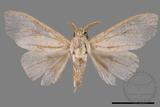 ǦW:Calliteara angulata