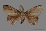 ǦW:Ilema olivacea