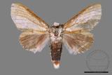 ǦW:Cnethodonta grisescens baibarana