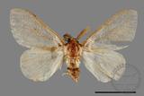 ǦW:Lymantridae sp.