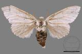 ǦW:Cnethodonta grisescens baibarana