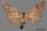 ǦW:Semidonta basalis