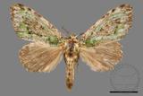 ǦW:Somera viridifusca viridifusca