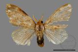 ǦW:Lymantriidae Lymantriidae