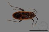 ǦW:Physopelta parviceps