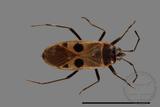 ǦW:Physopelta parviceps