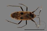 ǦW:Physopelta parviceps