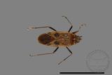 ǦW:Physopelta parviceps