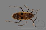 ǦW:Physopelta parviceps