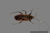 ǦW:Physopelta parviceps