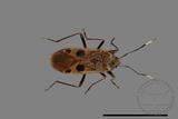 ǦW:Physopelta parviceps