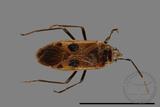 ǦW:Physopelta parviceps