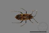 ǦW:Physopelta parviceps