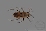 ǦW:Physopelta parviceps