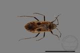 ǦW:Physopelta parviceps