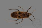 ǦW:Physopelta parviceps