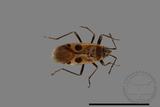 ǦW:Physopelta parviceps